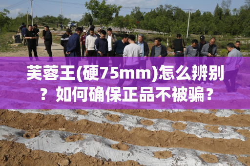 芙蓉王(硬75mm)怎么辨别？如何确保正品不被骗？